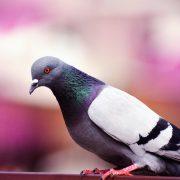 gray and white pigeon